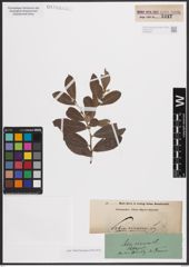 Foto von Salix cinerea L.